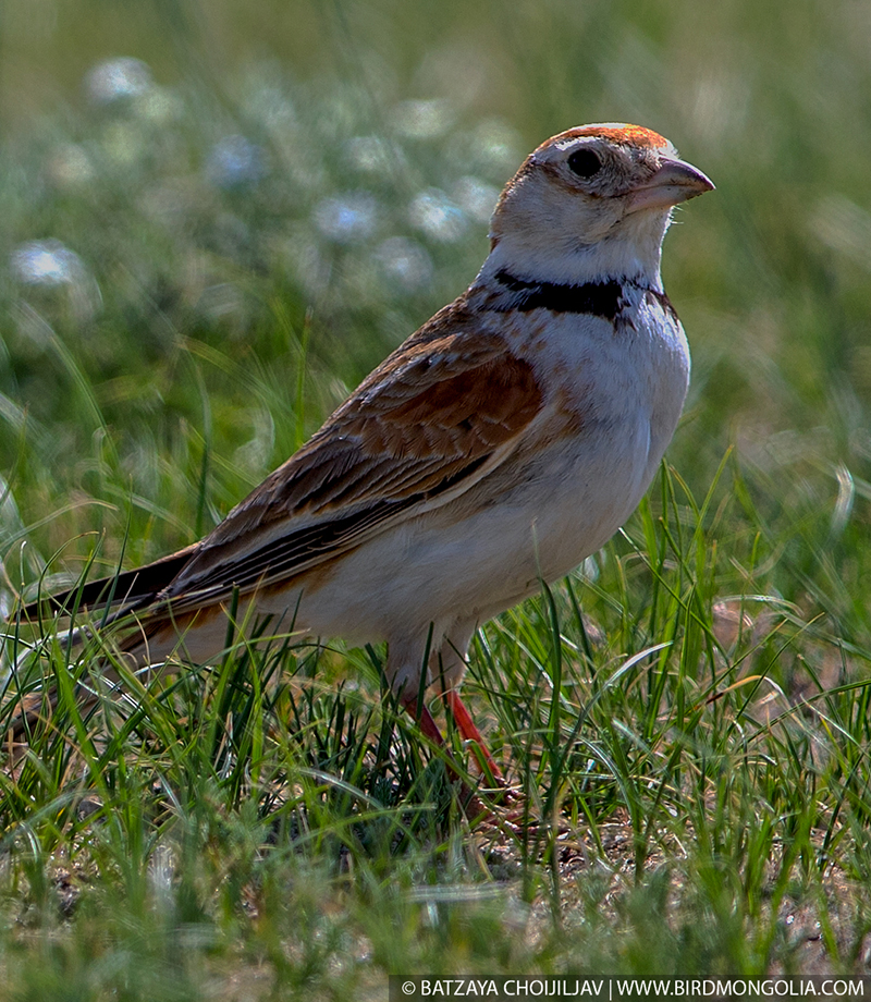 mongolia birding tours 